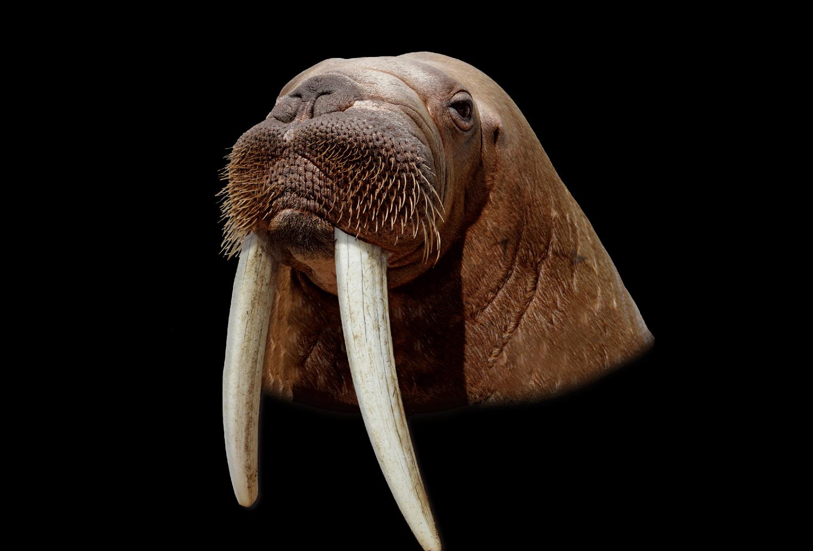 Walrus Case Studies